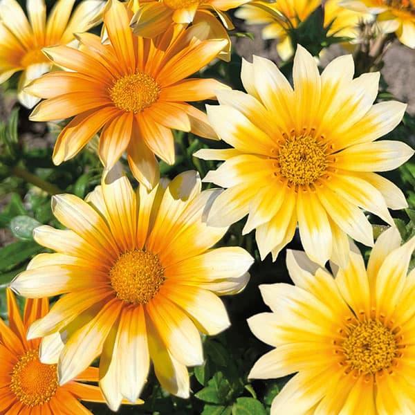 ★入荷から日数が経ったためセール価格となりました。商品の状態は画像と異なる場合があります。★サニーサイドアップはその名の通り、目玉焼きのように白地に黄色のバイカラータイプです。ガザニアは自己主張の強い明るい花という印象ですが、サニーサイドア...