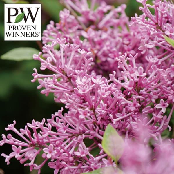 ★入荷から日数が経ったためセール価格となりました。商品の状態は画像と異なる場合があります。★フランス名のリラも日本ではおなじみのライラック。ドワーフパープルは矮性の2季咲き性で、春に芳香のある紫色の花をたくさん咲かせた後、夏から霜が降りる頃...