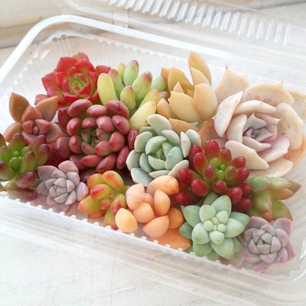 多肉植物のオリジナルアレンジや教室などに。パック入りの状態のままでも持ちますが、届いてから植え込むまで、パックは開けた状態で管理してください。サボテンの土、ミズゴケ、ネルソルなどの水はけのよい土を使って植えてください。※詳しい商品説明は下の...