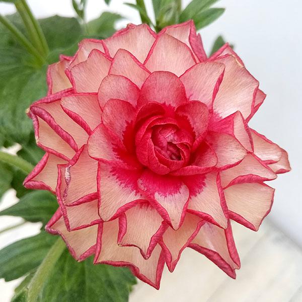 ラナンキュラス　ラックス同様に光沢のある花をたくさん咲かせ、夏越しができるランドセルシリーズ。小輪多花性で草丈もニーハイサイズとコンパクトな草姿となります。花首も細くてもしっかりとしています。写真は一例です。花弁の巻き具合は環境（特に温度）...