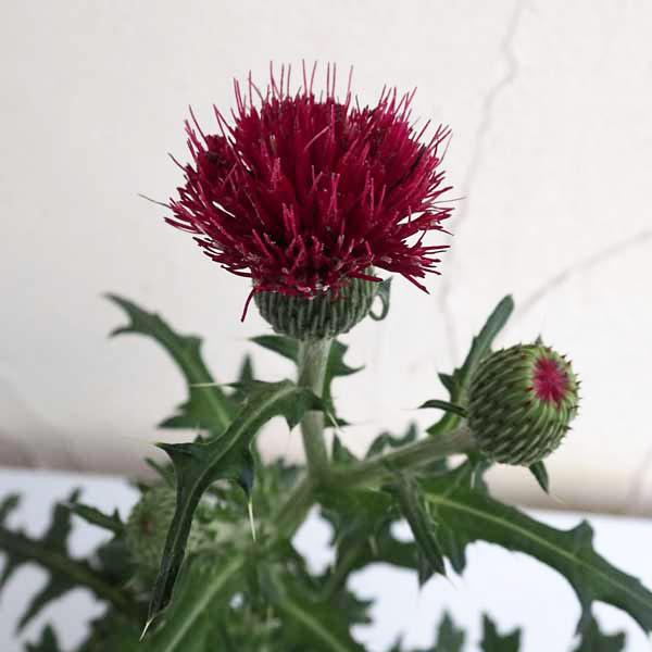 野趣溢れる野あざみの改良種。鮮やかな赤花です。暑さにも寒さにも負けず、日当たりのよいところなら土を選ばず育ちます。切り花としてもお勧めです。多年草なので、地植えにすれば翌年もまた開花します。※詳しい商品説明は下のほうに記載があります