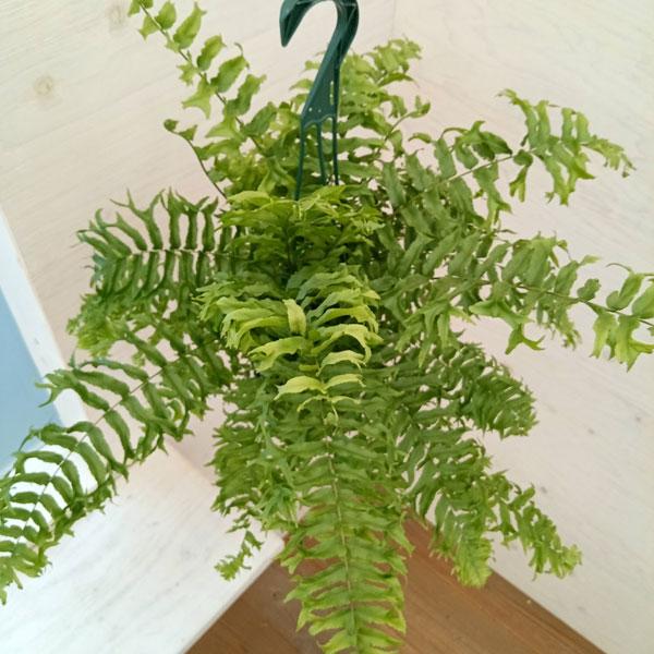 観葉植物 ネフロレピス ビセラタ（フィッシュテールファーン） 5号吊り