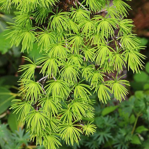 花木 庭木の苗 マツ（松） マネーパイン3.5号ポット : 園芸ネット