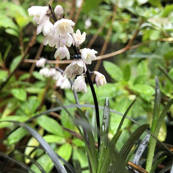 草花の苗 オオバジャノヒゲ 黒竜 こくりゅう 3 3 5号ポット 園芸ネット 通販 Yahoo ショッピング