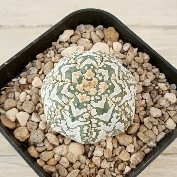 観葉植物 アストロフィツム 兜丸 Vタイプ 6cmスクエア鉢23-03 : 園芸