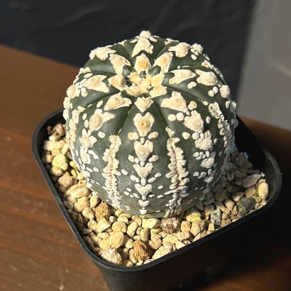 観葉植物 アストロフィツム 兜丸 Vタイプ 6cmスクエア鉢23-51 : 園芸