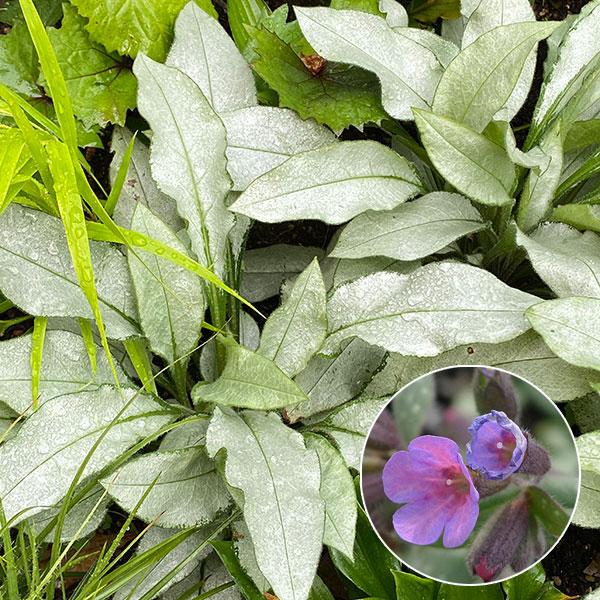 ★入荷から日数が経ったためセール価格となりました。商品の状態は画像と異なる場合があります。★プルモナリアは日陰〜半日陰に向き、早春にみずみずしい花を咲かせ、美しい夏葉を展開する常緑宿根草です。日陰のグランドカバーや花壇の前面におすすめ。花の...