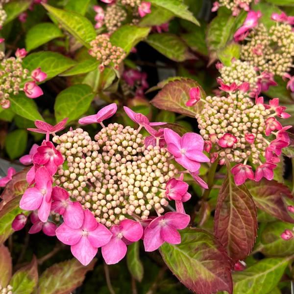 花木 庭木の苗 アジサイ アダム3.5号ポット