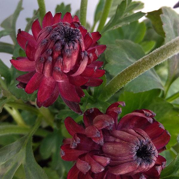 変わり咲きのラナンキュラス。ラナンキュラス育種の第一人者、綾園芸さんの育成品種です。※詳しい商品説明は下のほうに記載があります