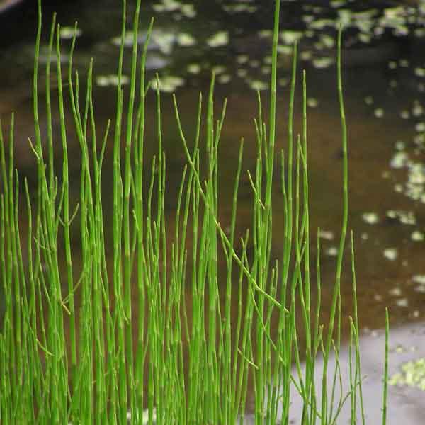 草花の苗 水生植物 ミズトクサ3-3.5号ポット