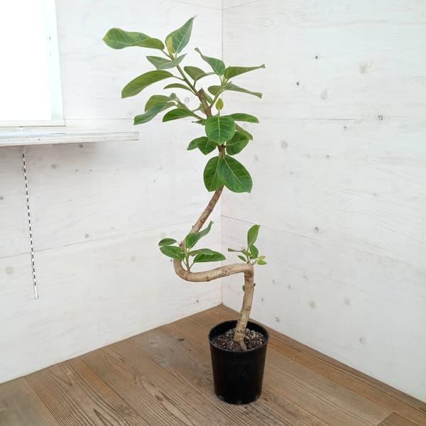観葉植物 フィカス アルテシマ（朴曲げ仕立て） 7号鉢植え : 園芸