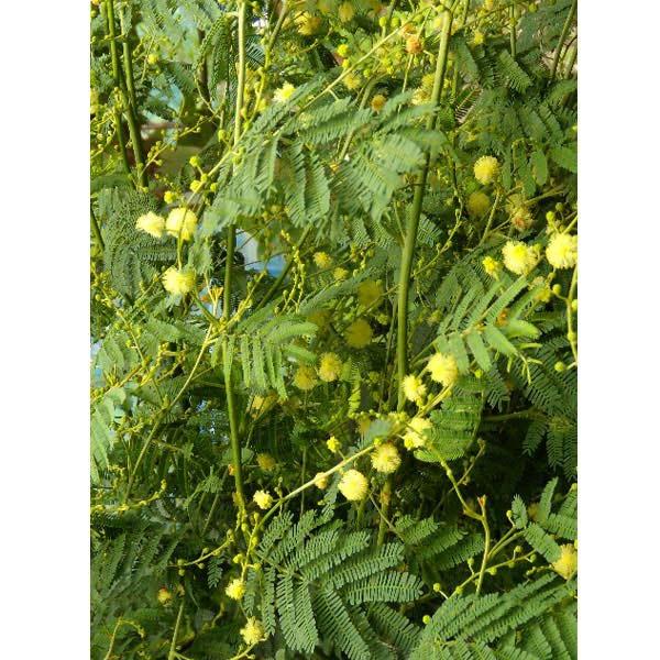 人気のミモザの四季咲き品種です。ギンヨウアカシアとは異なり葉が緑で細長く、枝が下に垂れます。花はやや淡い黄色で、小花を穂状につけます。繊細なイメージですが生育力は旺盛です。庭植えでは樹高4〜6mに育ちますが、コンテナでコンパクトに育てること...
