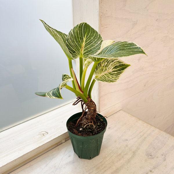 観葉植物 フィロデンドロン バーキン（幹上がり）3.5号鉢植え : 園芸