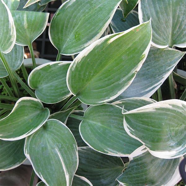 草花の苗 ギボウシ（ホスタ・大型種） エルニーニョ4号ポット