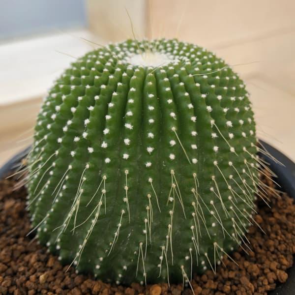 観葉植物 サボテン ノトカクタスパロジア 刺無金晃丸 2.5号鉢植え