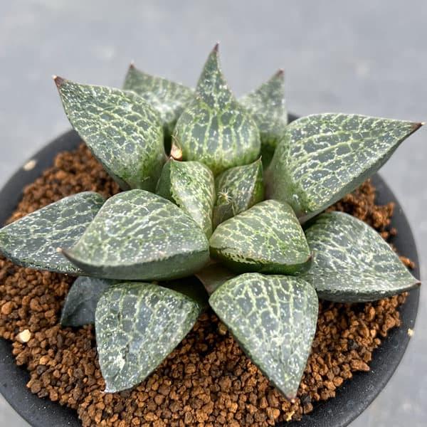 観葉植物 ハオルチア コンプトニアーナ 3号鉢 : 園芸ネット - 通販
