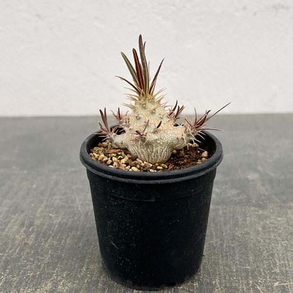 観葉植物 パキポディウム グラキリス 2.5号（実生苗） : 園芸ネット