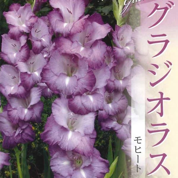 夏の花壇を華やかに彩ってくれるグラジオラス。「モヒート」は柔らかい紫色の品種です。※詳しい商品説明は下のほうに記載があります