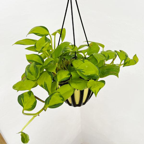 観葉植物 ポトス AWファンタジー 5号吊り鉢