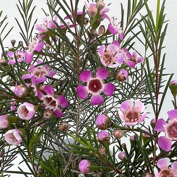 花木 庭木の苗 ワックスフラワー 赤玉3.5号鉢植え
