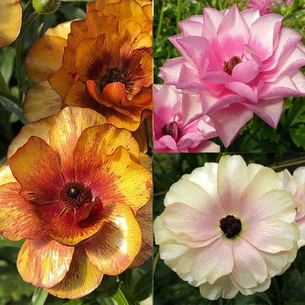 草花の苗 ラナンキュラス ラックス3種セット サティロス・ヘスティア