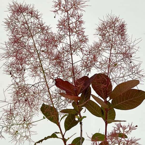花木 庭木の苗 スモークツリー クイン（赤葉赤花）4号鉢植え : 園芸