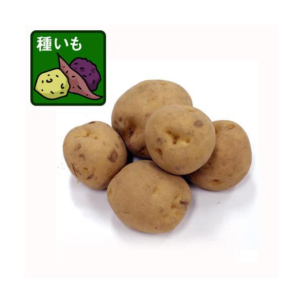 様々な料理の食材としてポピュラーなじゃがいもの種いもです。キタアカリは粉質性の品種で、すりつぶしてスープにしたり、ポテトサラダやコロッケなどに使うとよいでしょう。※詳しい商品説明は下のほうに記載があります