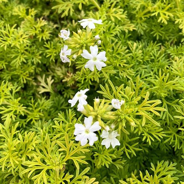 草花の苗 バーベナ テネラ オーレア2.5-3号ポット
