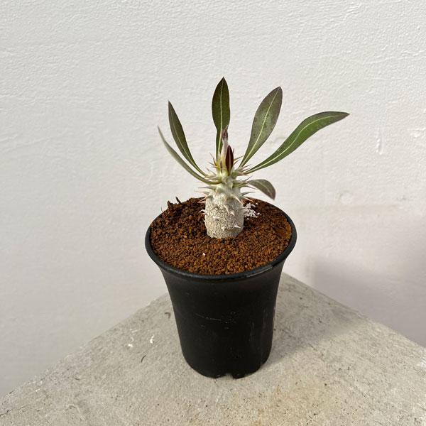 観葉植物 棚卸セール パキポディウム ホロンベンセ 3号鉢植え* : 園芸