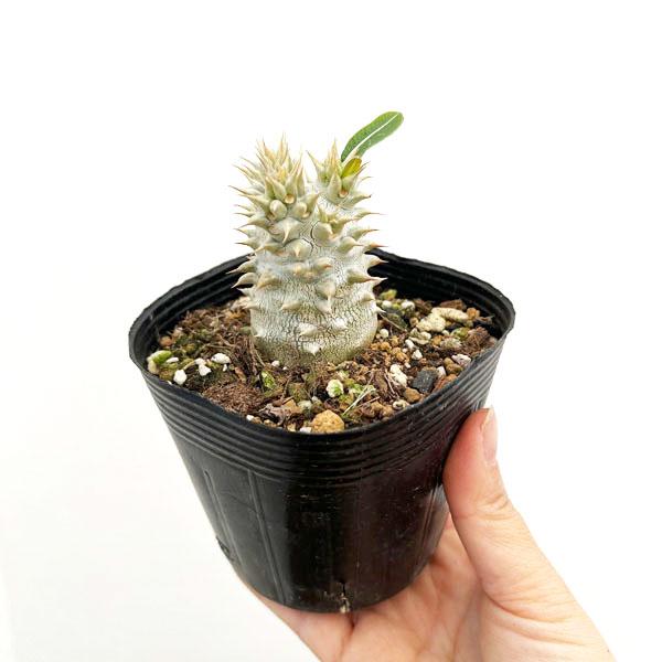 観葉植物 アーリーサマーセール パキポディウム 恵比寿大黒（国内実生
