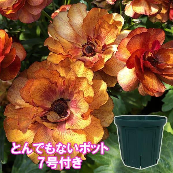 草花の苗 ラナンキュラス ラックス サティロス3.5-4号ポット とんでも