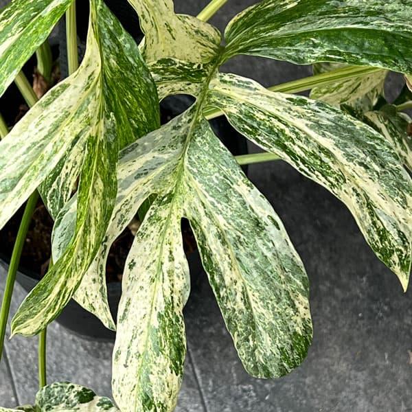 観葉植物 ラフィドフォラ スペーシス バリエガータ 7号鉢植え25-01