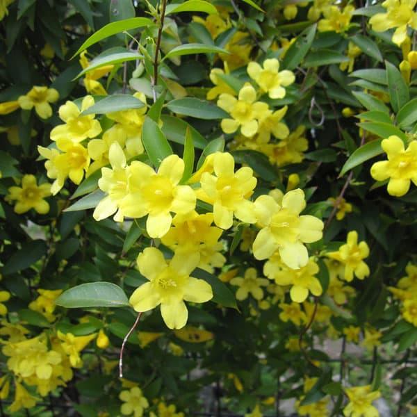 草花の苗 26年9月中下旬予約 カロライナジャスミン4号鉢植え : 園芸