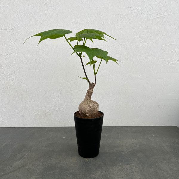 観葉植物 フィルミアナ コロラータ 3.5号硬質ポット : 園芸ネット