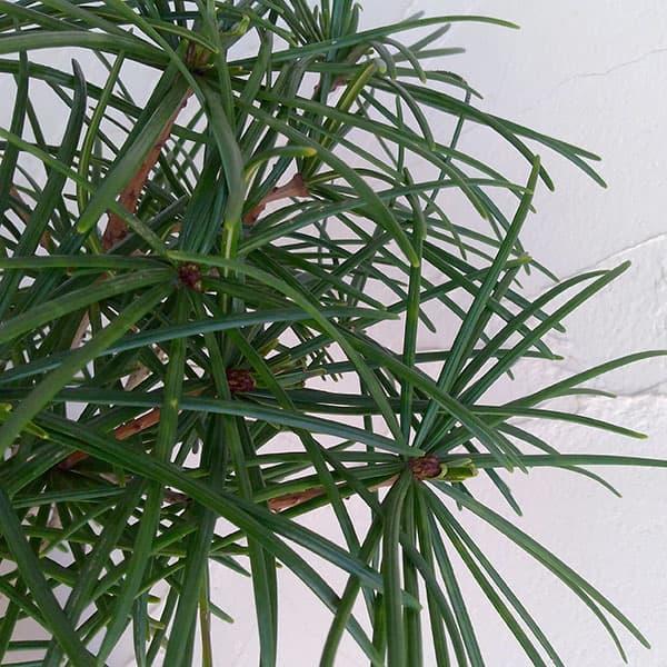 花木 庭木の苗 コウヤマキ（高野槇）3号ポット