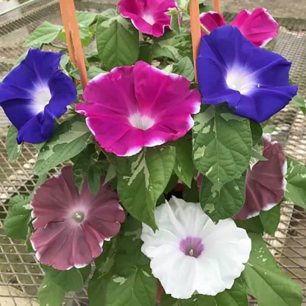 アサガオ（朝顔） 日本朝顔 4色咲き 6号鉢植え