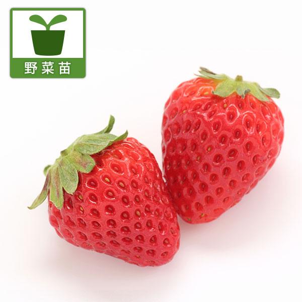 さがほのかは佐賀県で開発された品種です。果皮はツヤのある紅色で、果肉は白色。甘味が強く多汁で、酸味はおだやかです。果肉がしっかりしているので、日持ちします。※詳しい商品説明は下のほうに記載があります