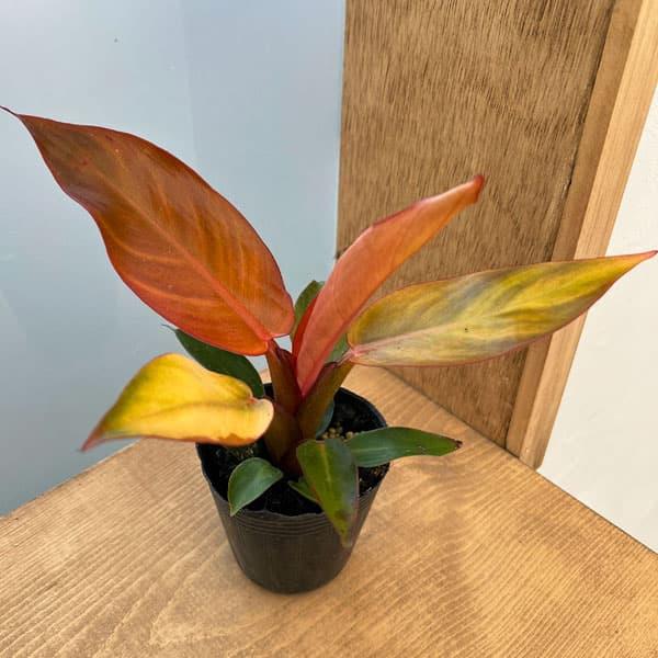 Y*K様 2フィロデンドロン レッドコンゴ 斑入り フィロデンドロン