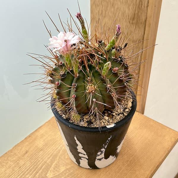 サボテン ギムノカリキウム LBハイブリット 【実生】 観葉植物 サボテン ギムノカリキウム ハイブリッド 5号24-04 : 園芸
