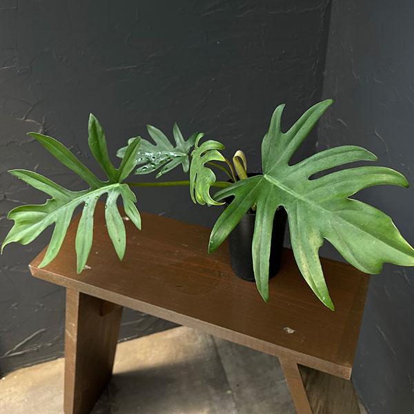 観葉植物 フィロデンドロン マヨイ 3号