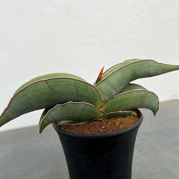 観葉植物 サンセベリア エレンベルギー バナナ 4号鉢植え ザ・ファームセレクト