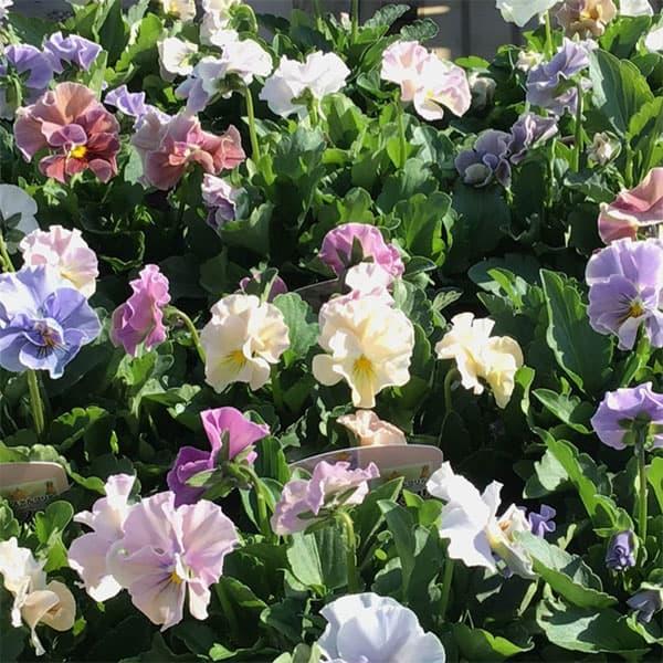 フリルビオラ8苗 自分で植える】植田さんのフリルビオラ花苗セット（福岡発送