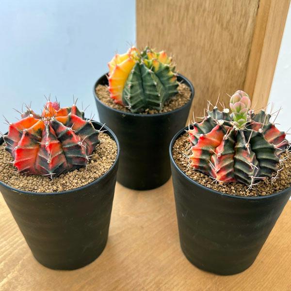 観葉植物 サボテン ギムノカリキウム 緋牡丹錦（ヒボタンニシキ）3号
