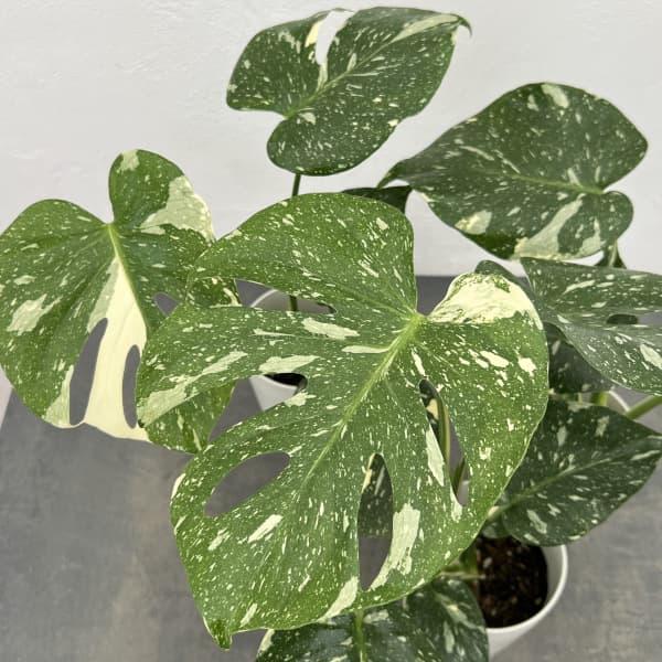 つねりん オルゴナイト　モンステラ型　4点 観葉植物 モンステラ タイコンステレーション（散斑）4号鉢入り : 園芸