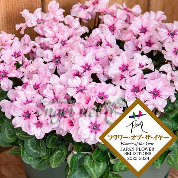 草花の苗 26年11月中下旬予約 シクラメン イリュージア ピンクラテ3号ロングポット