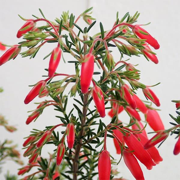 ★入荷から日数が経ったためセール価格となりました。商品の状態は画像と異なる場合があります。★小さな花をいっぱいにつけるエリカ(ヒース）はヨーロッパ及び南アフリカ原産の低木。荒れた酸性土壌に育ち、円筒形やベル型の花を咲かせます。多くは冬から春...