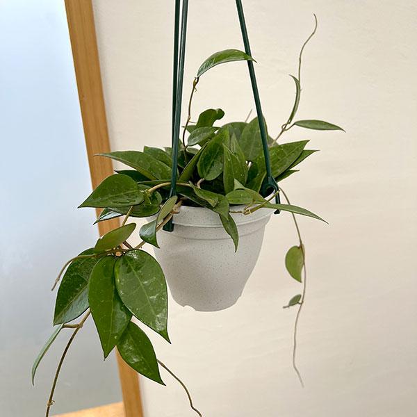 観葉植物 ホヤ パラシティカ ブラックエッジ 4号吊り鉢