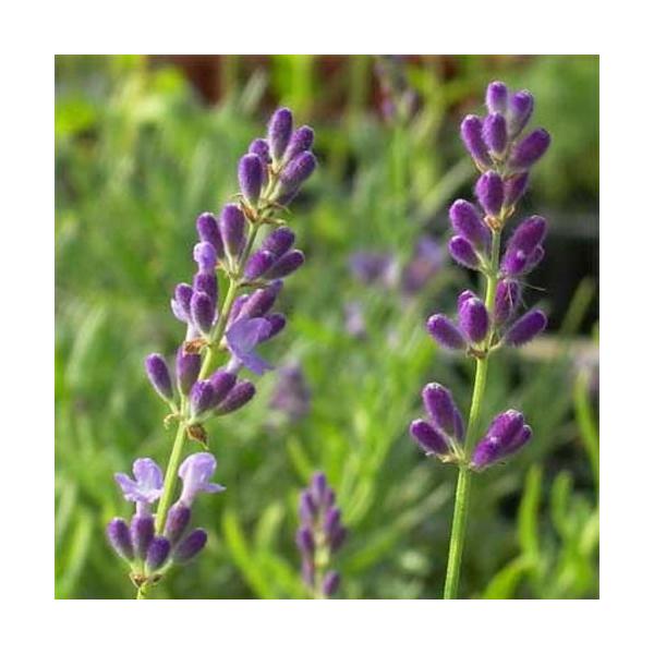 アングスティフォリア系は古くから愛される、ラベンダーの代名詞ともいえる系統です。香水、ハーブティー、クラフト、浴用、ポプリなどに利用されてきました。イングリッシュラベンダー、トゥルーラベンダー、コモンラベンダーとも呼ばれます。細い葉と強い香...
