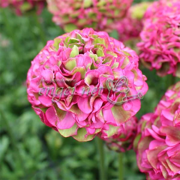 草花の苗 ラナンキュラス ポンポン アラジン4号ポット苗 : 園芸ネット