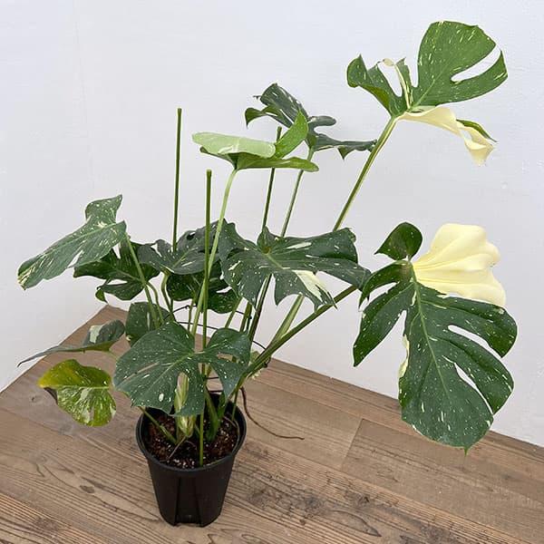 観葉植物 モンステラ デリシオーサ タイコンステレーション 8号鉢植え